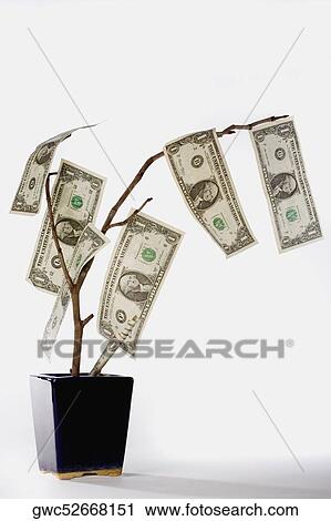 Close-up of a tree with American dollar bills View Large Photo Image Stock Image - Close-up of a tree with American dollar bills. Fotosearch