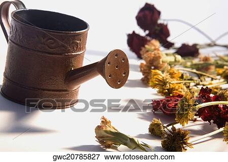 Close-up of a watering can with flowers View Large Photo Image Stock Photo - Close-up of a watering can with flowers. Fotosearch