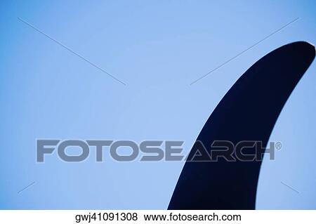 Close-up of a whale fin View Large Photo Image Stock Photo - Close-up of a whale fin. Fotosearch