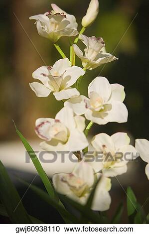 Close-up of a white flower View Large Photo Image Stock Image - Close-up of a white flower. Fotosearch