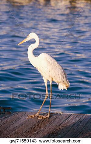 Close-up of a wood stork on a pier, Miami, Florida, USA View Large Photo Image Stock Image - Close-up of a wood stork on a pier, Miami, Florida, USA. Fotosearch