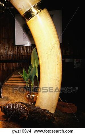 Close-up of an elephant's tusk in a bar, Elephant Bar, Tiger Tops, Chitwan National Park, Nepal View Large Photo Image Picture - Close-up of an elephant's tusk in a bar, Elephant Bar, Tiger Tops, Chitwan National Park, Nepal. Fotosearch
