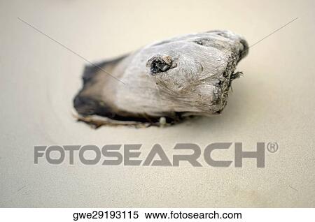 Stock Photography - Close-up of driftwood in the sand. Fotosearch