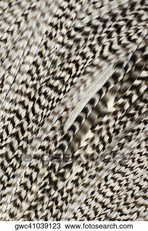 Stock Image - Close-up of feathers. Fotosearch