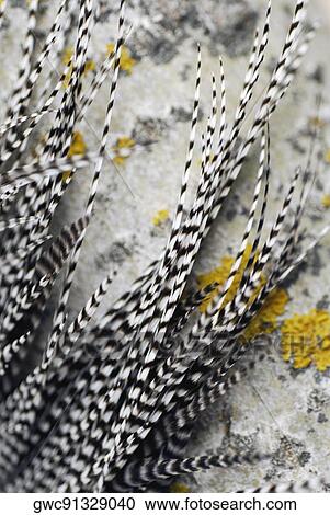 Stock Image - Close-up of feathers. Fotosearch