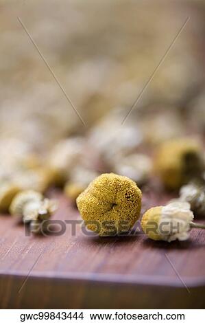 Close-up of flower buds View Large Photo Image Picture - Close-up of flower buds. Fotosearch