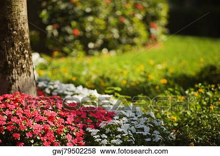 Close-up of flowers in a garden View Large Photo Image Stock Photo - Close-up of flowers in a garden. Fotosearch