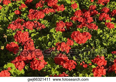 Stock Image - Close-up of flowers. Fotosearch
