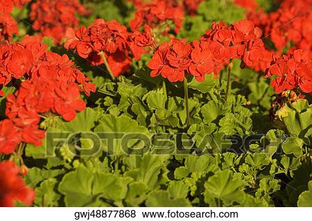 Close-up of flowers View Large Photo Image Stock Photo - Close-up of flowers. Fotosearch