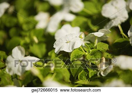 Close-up of flowers View Large Photo Image Stock Photography - Close-up of flowers. Fotosearch