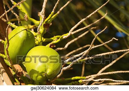 Close-up of fruits on a plant View Large Photo Image Picture - Close-up of fruits on a plant. Fotosearch