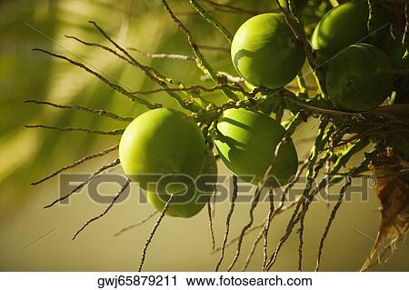 Close-up of fruits on a plant View Large Photo Image Stock Image - Close-up of fruits on a plant. Fotosearch