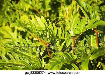 Close-up of leaves View Large Photo Image Picture - Close-up of leaves. Fotosearch