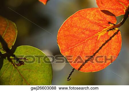 Close-up of leaves View Large Photo Image Stock Photo - Close-up of leaves. Fotosearch