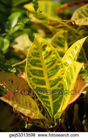 Close-up of leaves View Large Photo Image Stock Photo - Close-up of leaves. Fotosearch