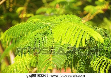 Close-up of leaves View Large Photo Image Stock Photo - Close-up of leaves. Fotosearch