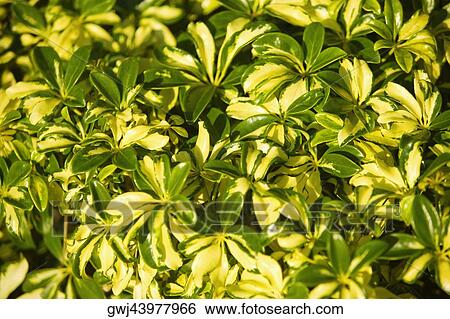 Stock Photograph - Close-up of leaves. Fotosearch