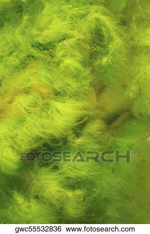 Stock Photograph - Close-up of moss. Fotosearch