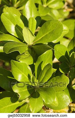Close-up of plants View Large Photo Image Stock Photo - Close-up of plants. Fotosearch