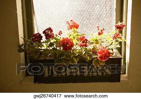 Close-up of potted plants in a basket on a window sill View Large Photo Image Stock Photo - Close-up of potted plants in a basket on a window sill. Fotosearch