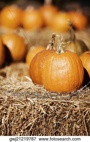 Close-up of pumpkins View Large Photo Image Stock Photo - Close-up of pumpkins. Fotosearch