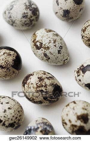 Close-up of quail's eggs View Large Photo Image Stock Image - Close-up of quail's eggs. Fotosearch