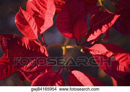Close-up of red leaves View Large Photo Image Picture - Close-up of red leaves. Fotosearch
