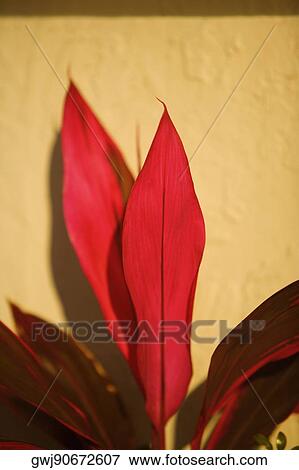 Close-up of red leaves View Large Photo Image Stock Photo - Close-up of red leaves. Fotosearch