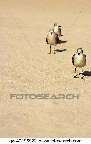 Close-up of seagulls on the beach, Miami Beach, Florida, USA View Large Photo Image Stock Image - Close-up of seagulls on the beach, Miami Beach, Florida, USA. Fotosearch