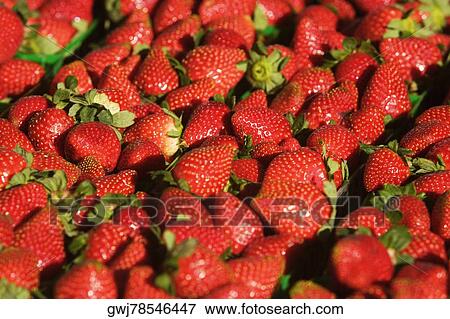 Close-up of strawberries View Large Photo Image Stock Photo - Close-up of strawberries. Fotosearch