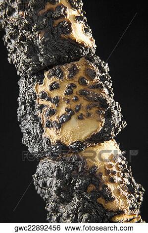 Close-up of toasted marshmallows View Large Photo Image Stock Photograph - Close-up of toasted marshmallows. Fotosearch