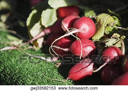Close-up of turnips View Large Photo Image Stock Image - Close-up of turnips. Fotosearch