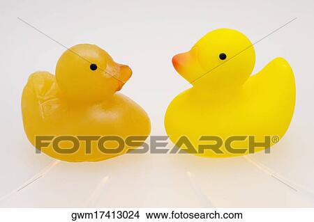Close-up of two rubber ducks View Large Photo Image Picture - Close-up of two rubber ducks. Fotosearch