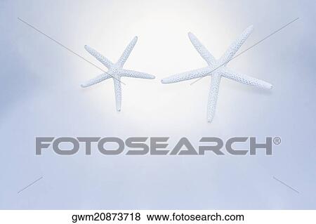 Close-up of two starfish View Large Photo Image Stock Photo - Close-up of two starfish. Fotosearch