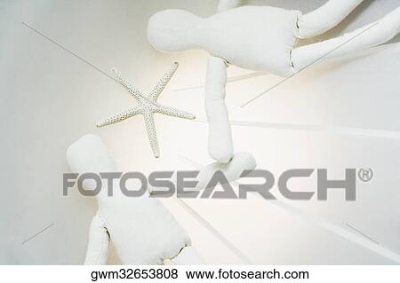 Stock Photo - Close-up of two stuffed toys with a starfish. Fotosearch