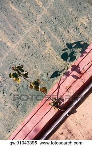 Close-up of uncultivated plants on the wall View Large Photo Image Stock Photography - Close-up of uncultivated plants on the wall. Fotosearch