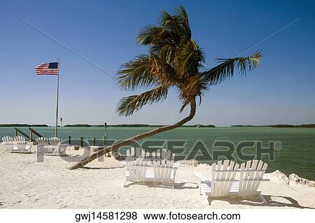 Empty adirondack chairs and a palm tree on the beach View Large Photo Image Stock Photo - Empty adirondack chairs and a palm tree on the beach. Fotosearch