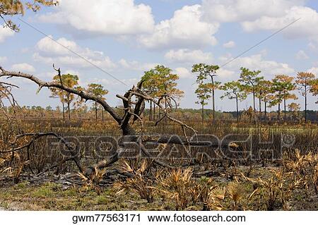 Stock Image - Fallen tree in a forest. Fotosearch