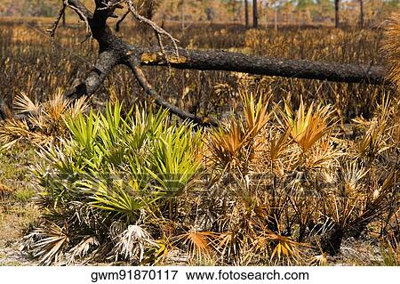 Stock Photo - Fallen tree in a forest. Fotosearch