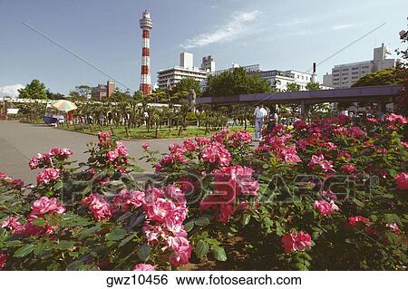 Flowers in a garden with a lighthouse in the background, Yamashita Park, Yokohama, Kanagawa Prefecture, Japan View Large Photo Image Stock Photograph - Flowers in a garden with a lighthouse in the background, Yamashita Park, Yokohama, Kanagawa Prefecture, Japan. Fotosearch
