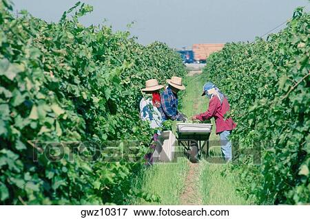 Grape harvesters, Bakersfield, California View Large Photo Image Stock Photo - Grape harvesters, Bakersfield, California. Fotosearch