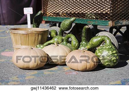Stock Image - Heap of pumpkins on the floor. Fotosearch