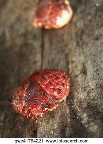 Stock Image - High angle view of a crab on a wooden surface. Fotosearch