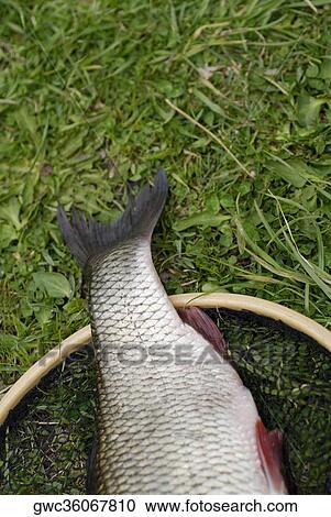High angle view of a fish and a fishing net View Large Photo Image Stock Image - High angle view of a fish and a fishing net. Fotosearch