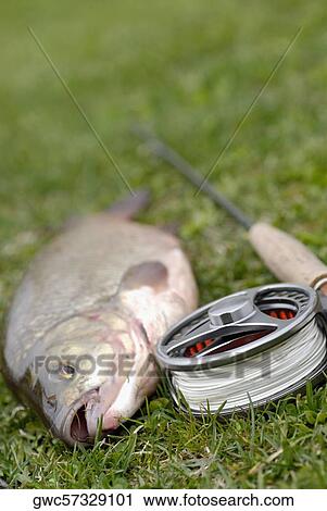 High angle view of a fish with a fishing reel and a fishing rod View Large Photo Image Stock Image - High angle view of a fish with a fishing reel and a fishing rod. Fotosearch