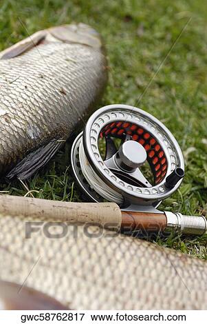 High angle view of a fishing reel and a fishing rod lying beside two fish View Large Photo Image Stock Photo - High angle view of a fishing reel and a fishing rod lying beside two fish. Fotosearch