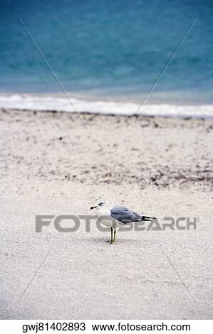 High angle view of a seagull on the beach View Large Photo Image Stock Image - High angle view of a seagull on the beach. Fotosearch