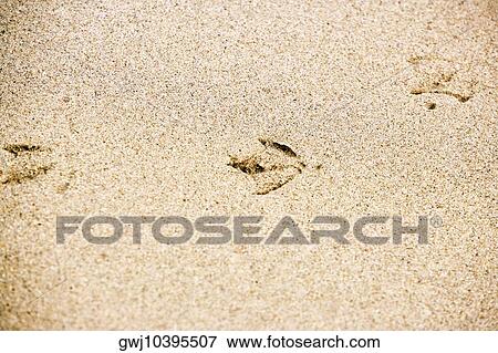 High angle view of footprints on the beach View Large Photo Image Stock Photo - High angle view of footprints on the beach. Fotosearch
