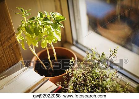 High angle view of houseplants with books View Large Photo Image Stock Photo - High angle view of houseplants with books. Fotosearch