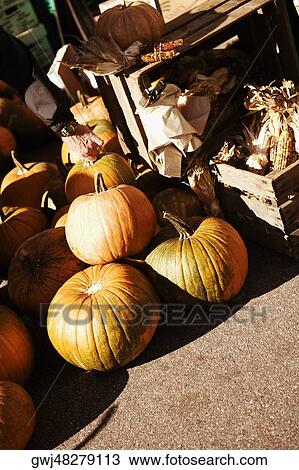 High angle view of pumpkins with a container of sweetcorn View Large Photo Image Stock Image - High angle view of pumpkins with a container of sweetcorn. Fotosearch